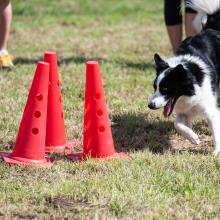 První Psí den Prahy 17 u agility hřiště na louce před radnicí.
