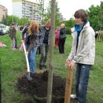 Sázení stromků při Plzeňské