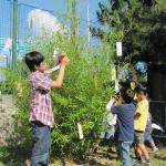 Japonská škola: Tanabata (Svátek hvězd)